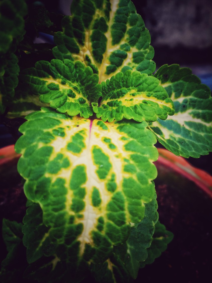 leaf