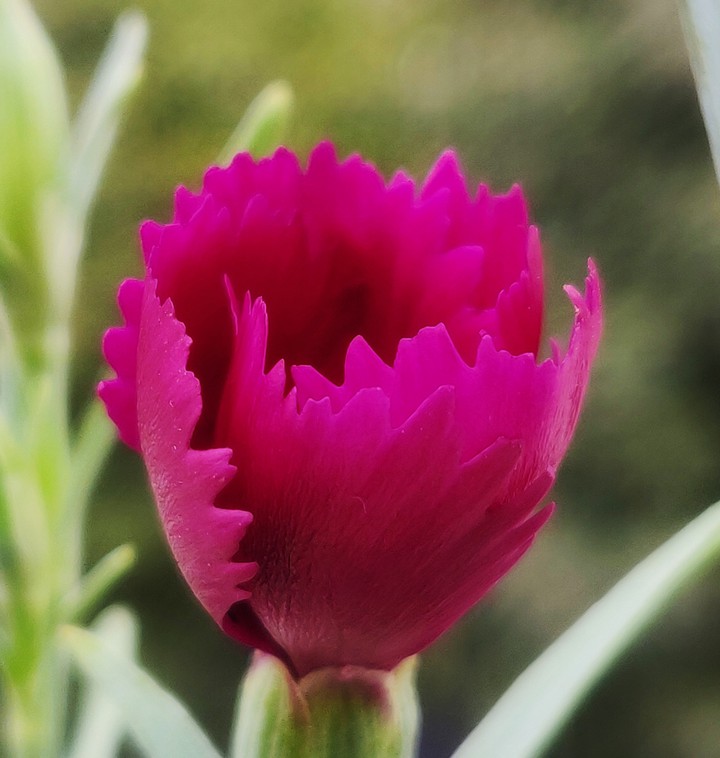 pink flower