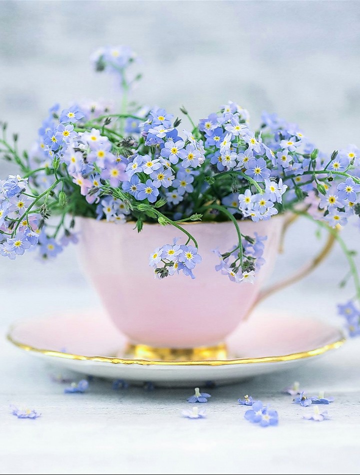 Myosotis