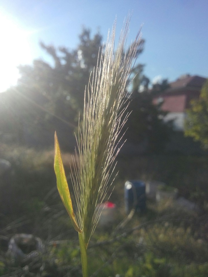 yesil