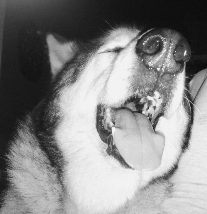 Alaskan Malamute
