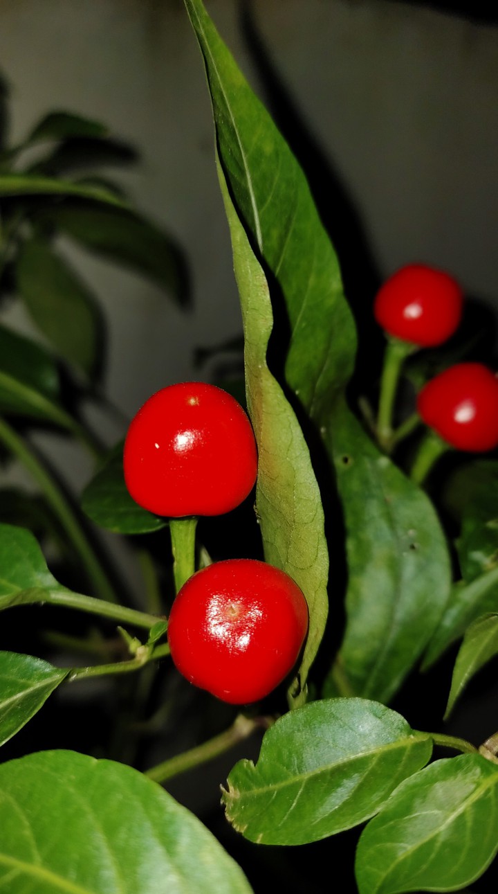 red chillies