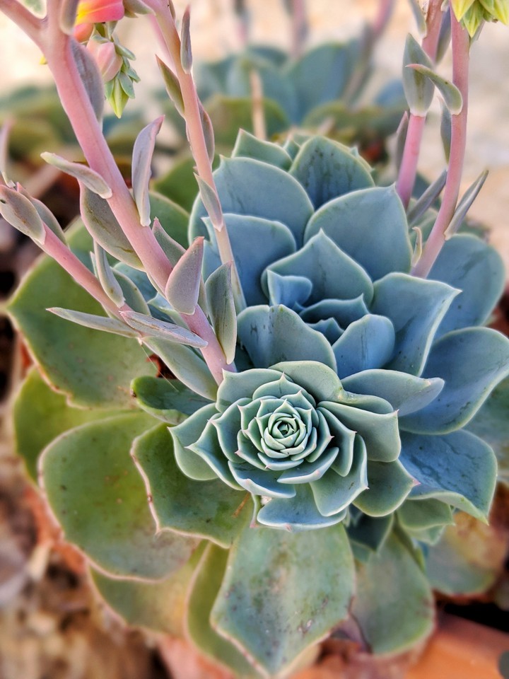 Sicilian succulent