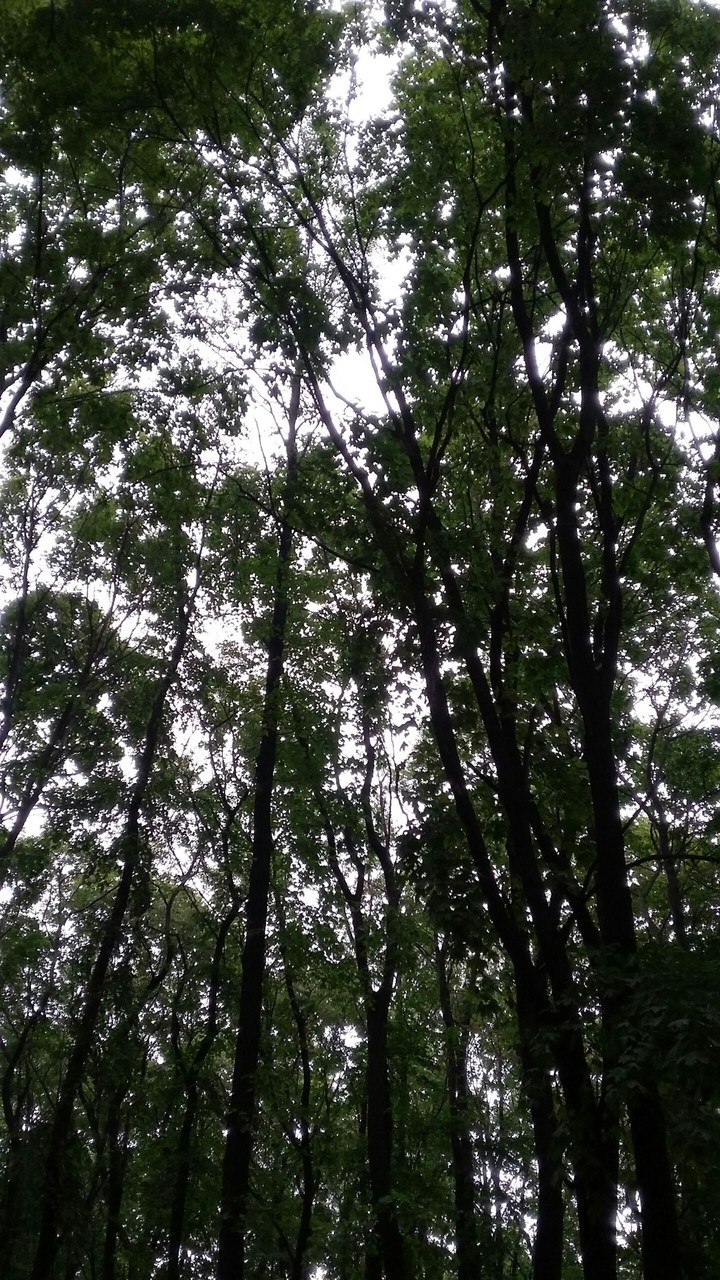 trees