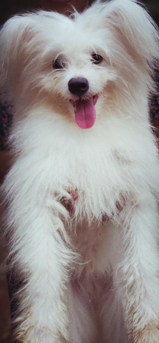 Smiling puppy
