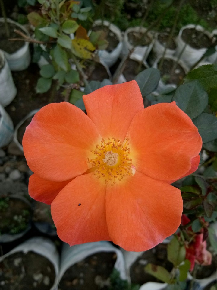 Orange Flower