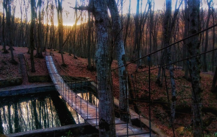 forest