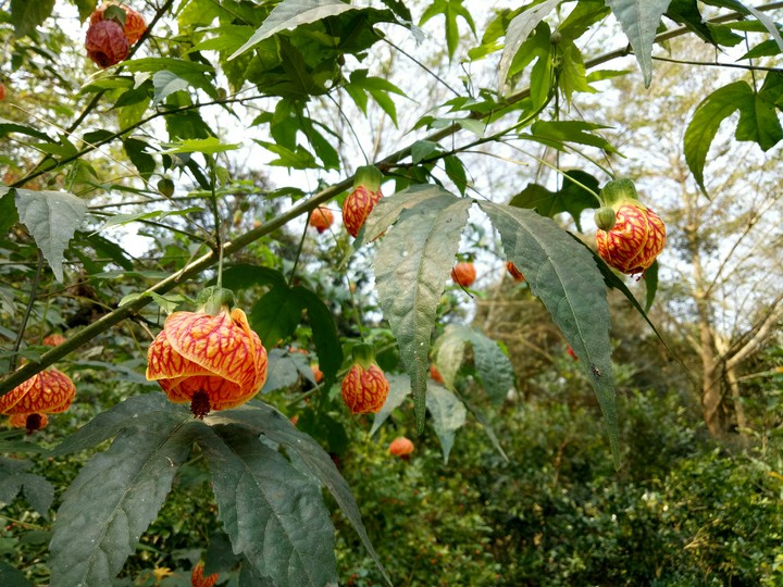 flowers。金鈴花。