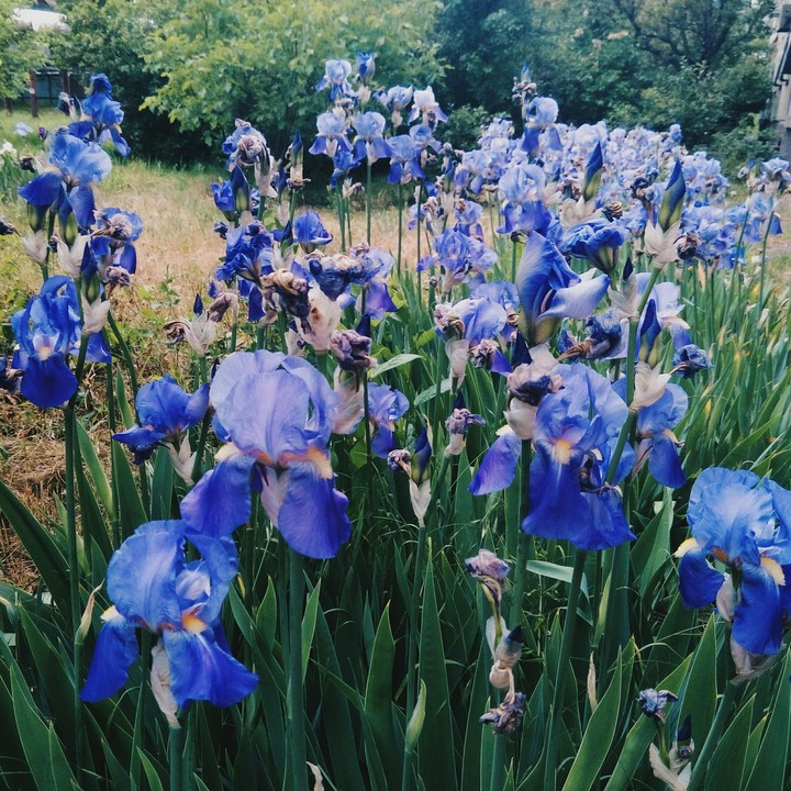 flowers