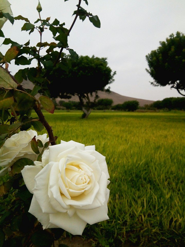 Rosa