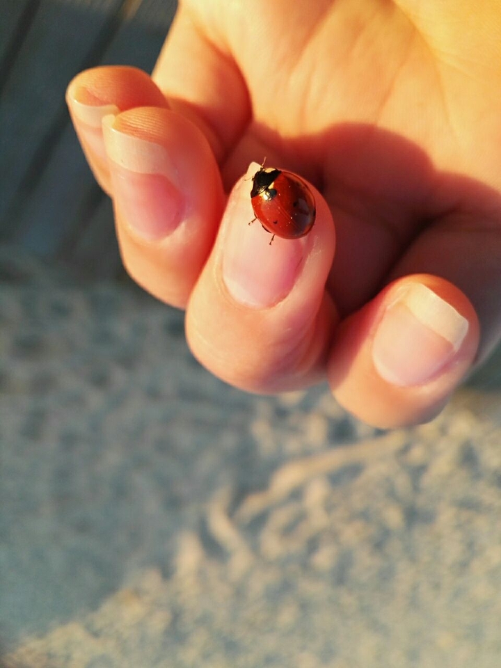Ladybird
