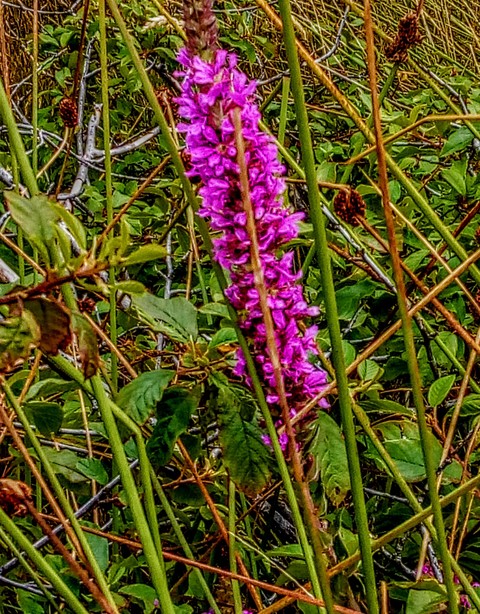 Purple oder Popel
