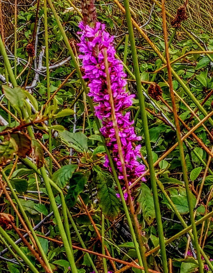 Purple oder Popel