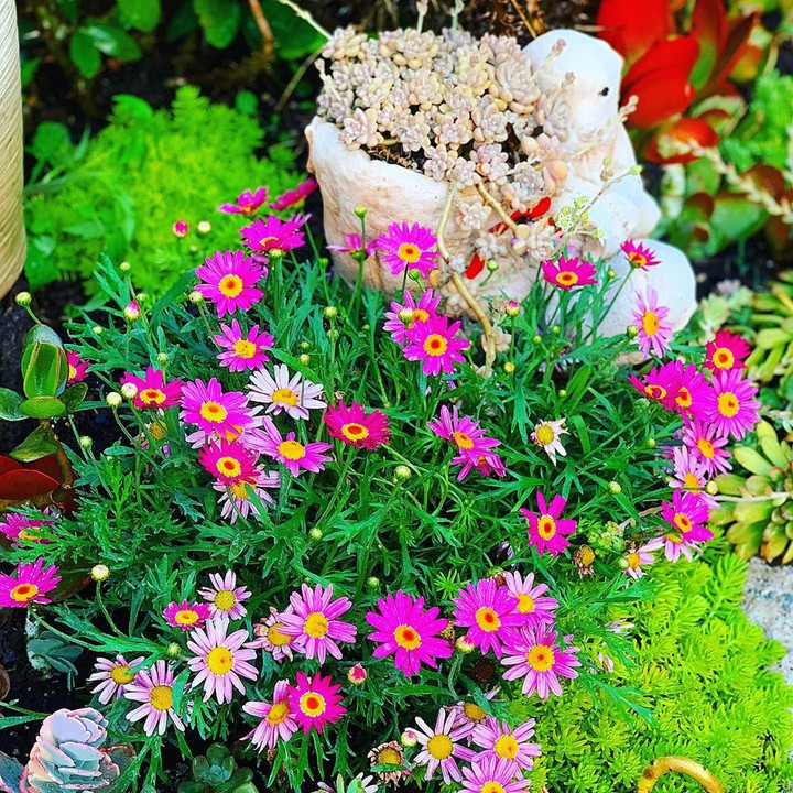 pink flowers