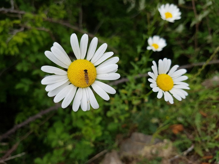 sun flower