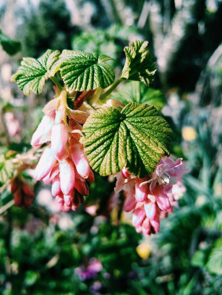 pink flowers