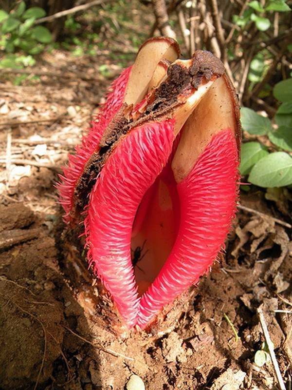 erotic plante ♥️