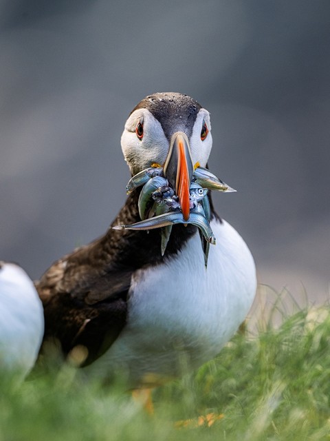 shorebirds, auk háttérképek