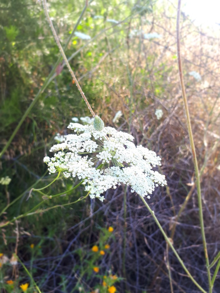 white flower