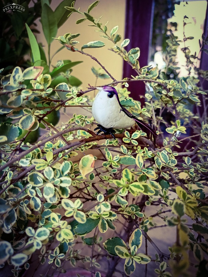 Sparrow