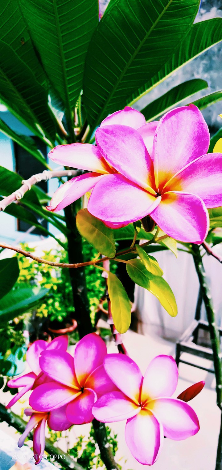 MORNING FLOWER