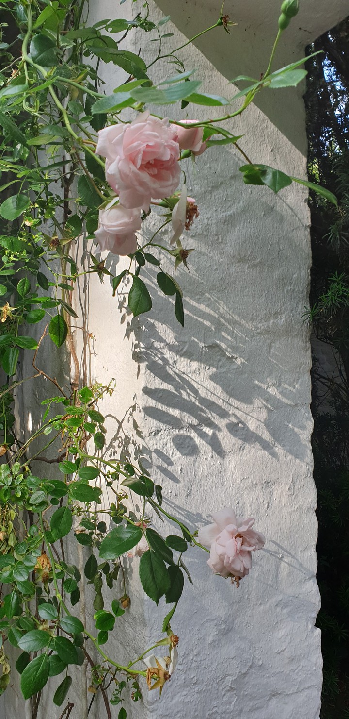 roses on the wall