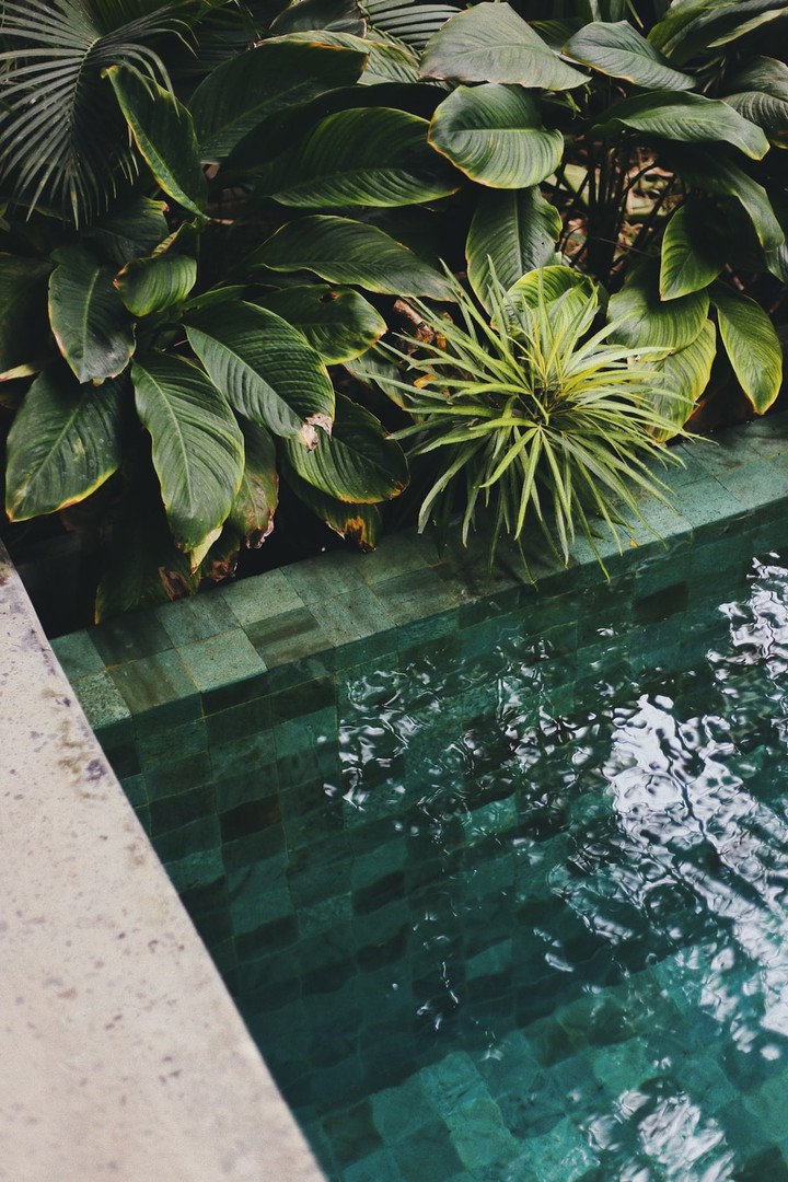 Plants