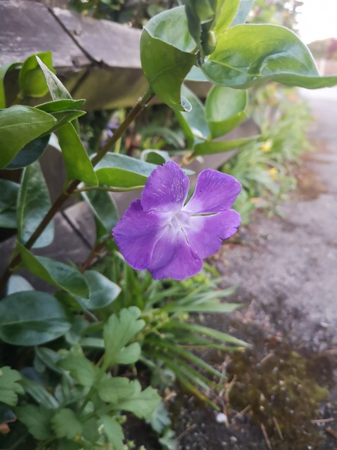 植物, green桌布