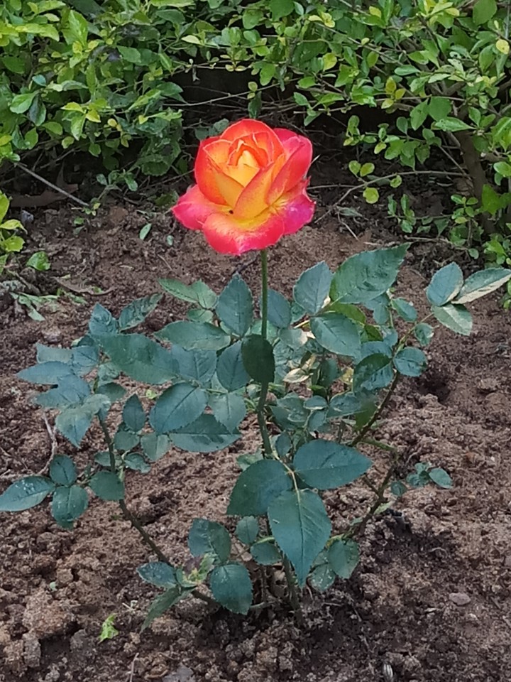 rose