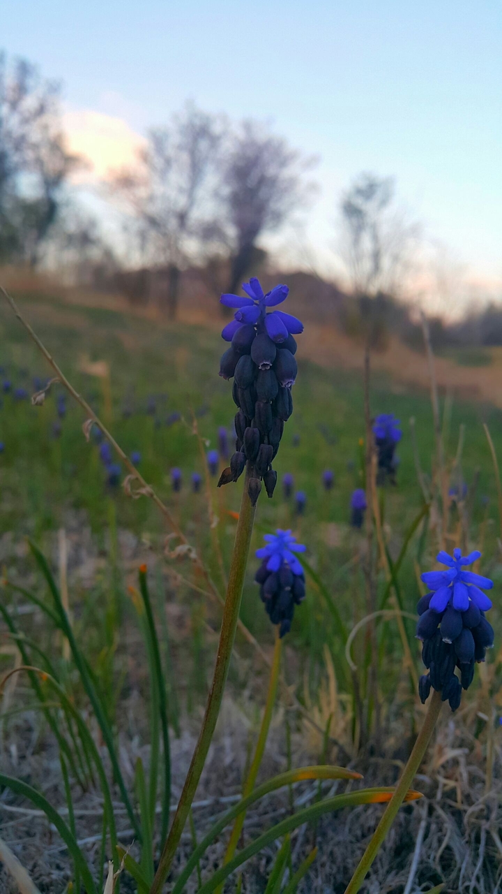 flower !