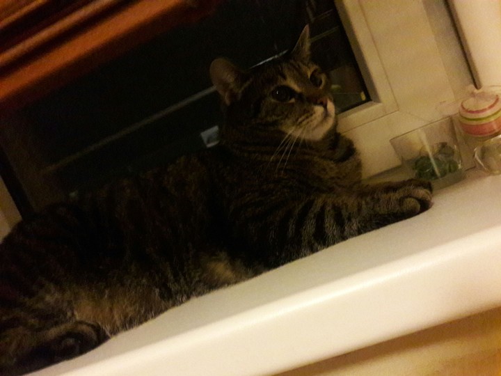 My CAT :3 Pixie