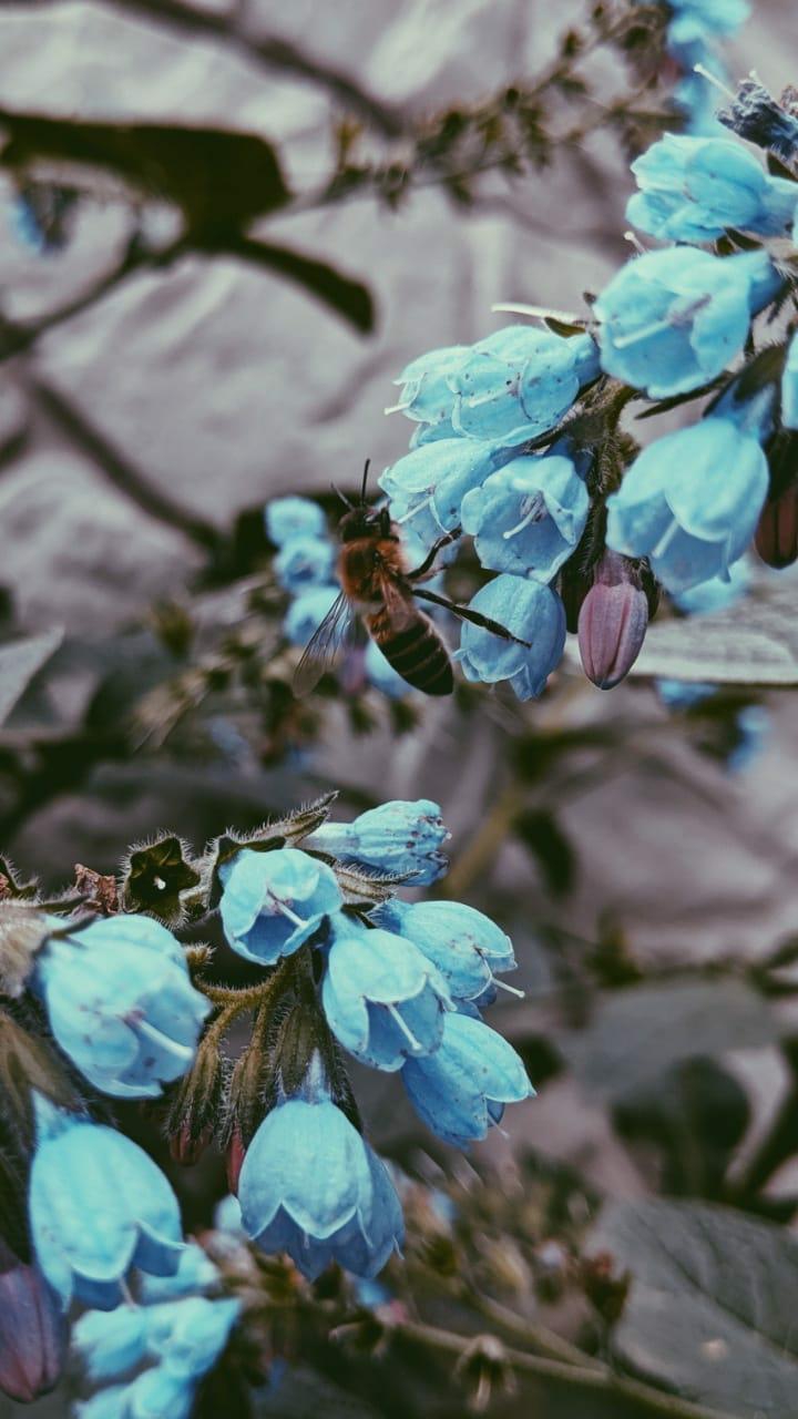 BeeOnFlower