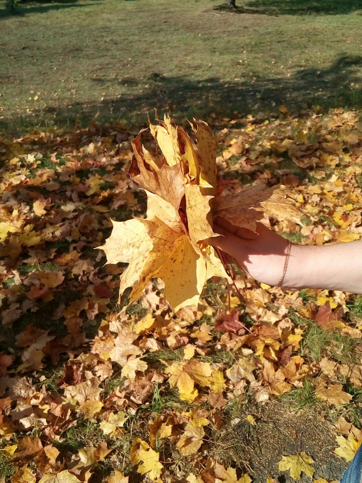 yellow leafs