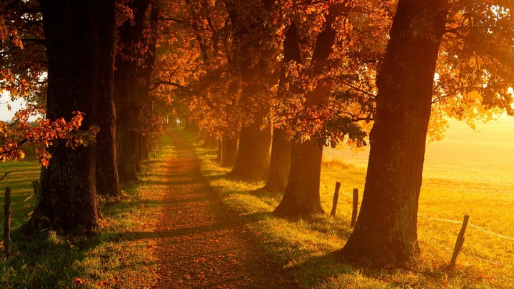 Autumn avenue