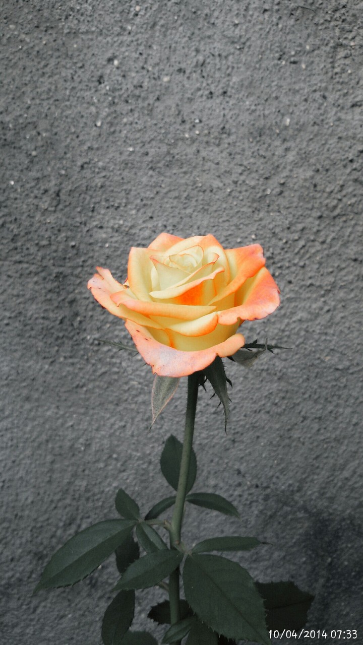 rose