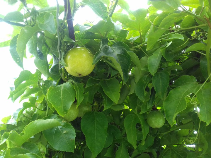 ripe passion fruit