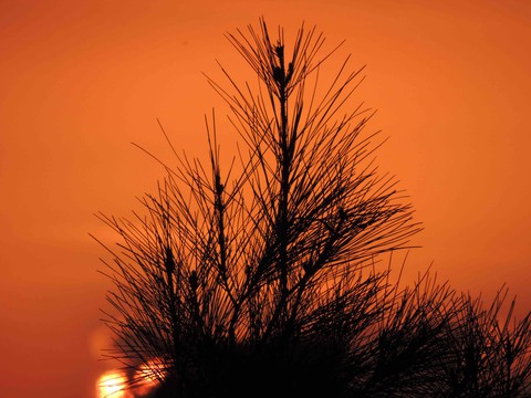 Delicate Sunset