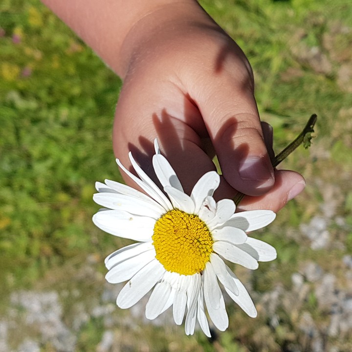 Baby, Blumen, Margeriten