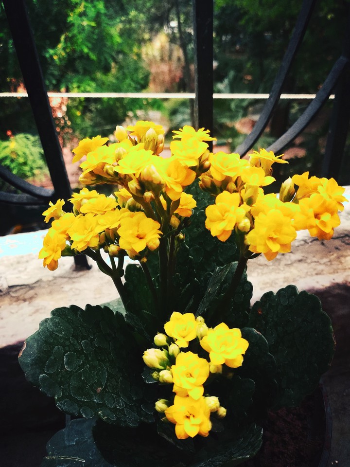 flowers