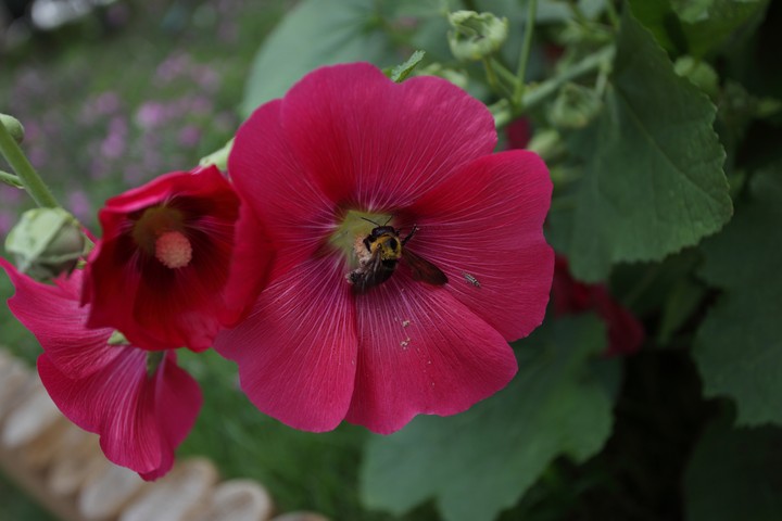 Plant
