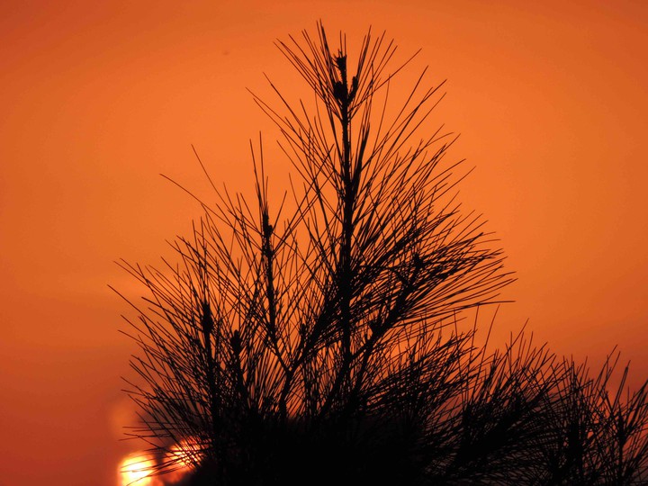 Delicate Sunset
