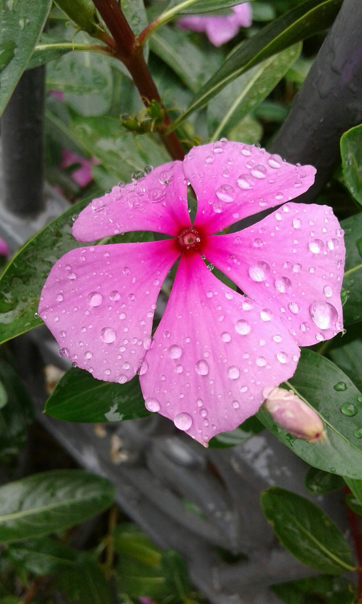 flor