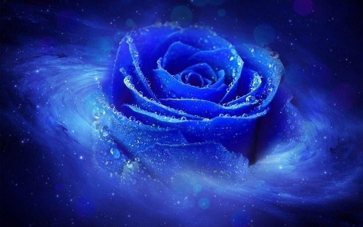 blue galaxy rose