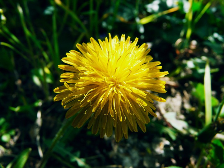 flower