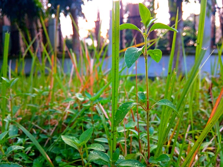 Nature's