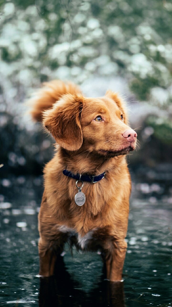 dog