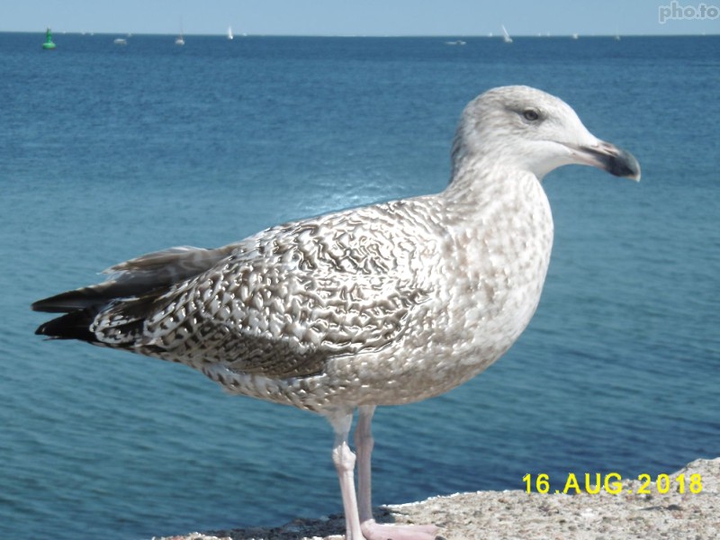 Möve