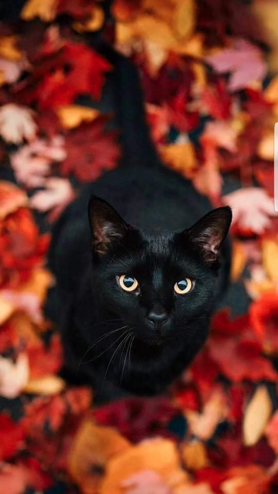 Autumn cat