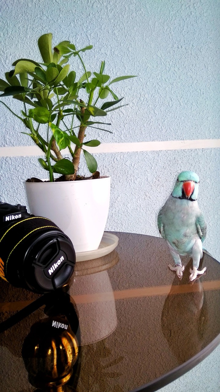 ringneck