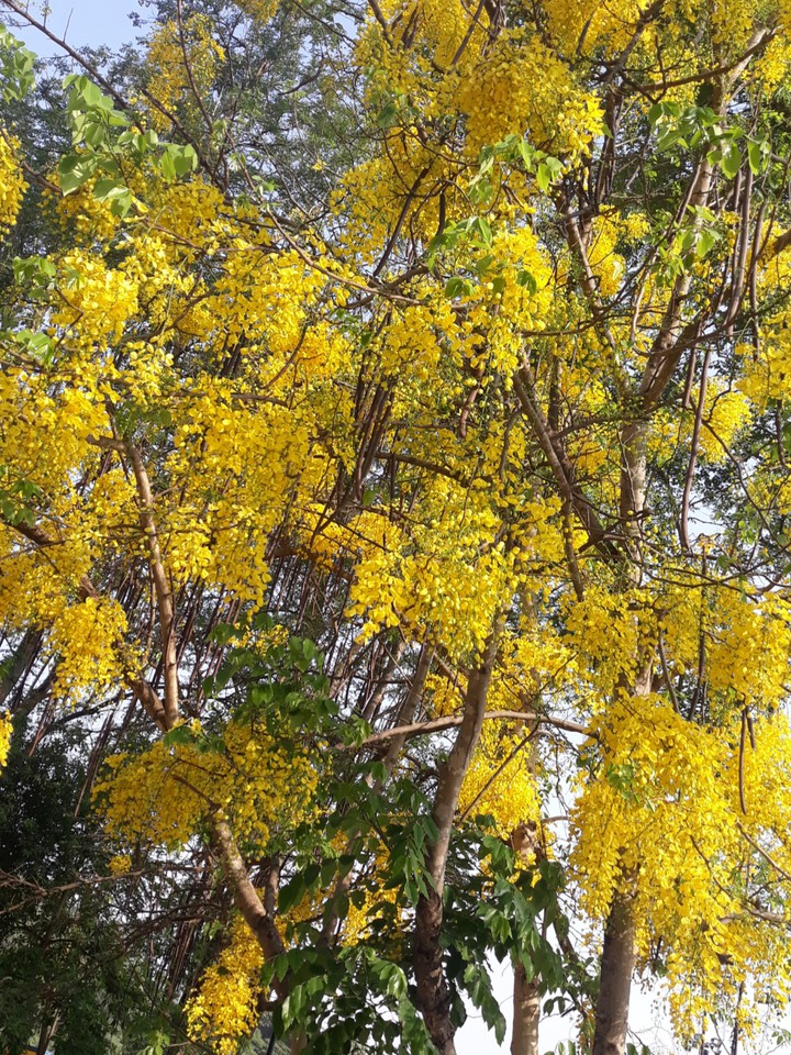 Yellow Spring
